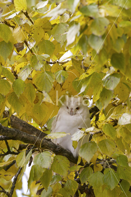 Ransuil (Asio otus)