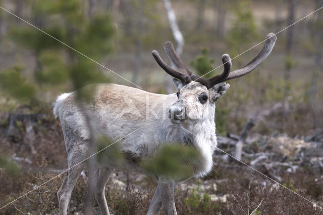 Rendier (Rangifer tarandus tarandus)