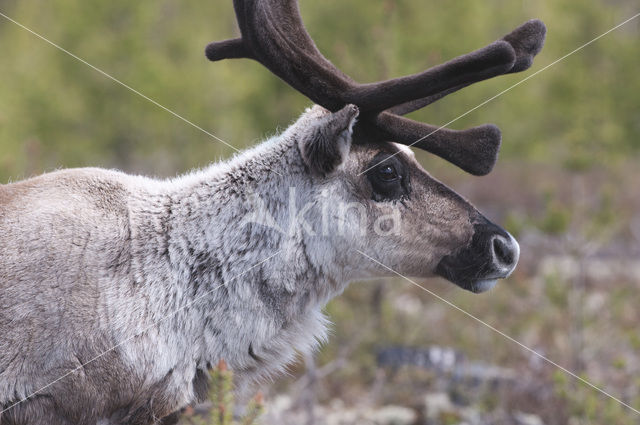 Rendier (Rangifer tarandus tarandus)