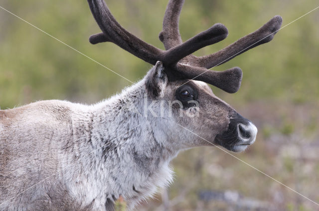 Rendier (Rangifer tarandus tarandus)