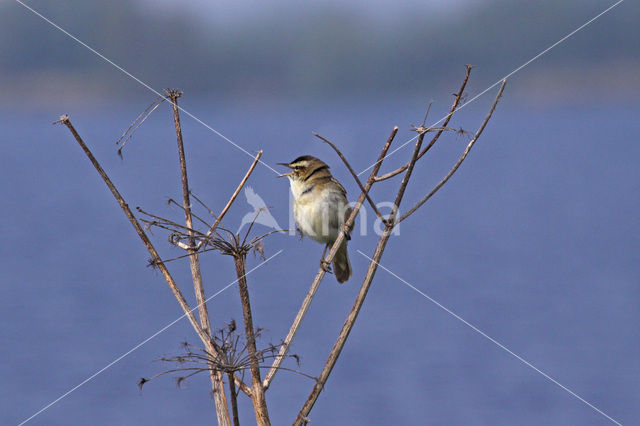 Rietzanger (Acrocephalus schoenobaenus)