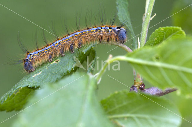 Ringelrups (Malacosoma neustria)