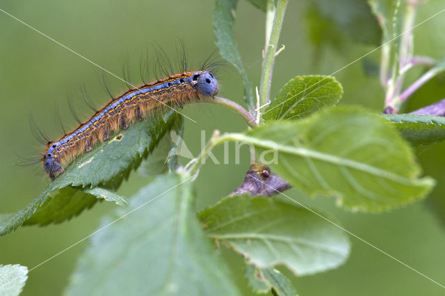 Ringelrups (Malacosoma neustria)