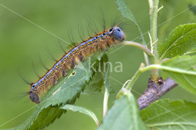 Ringelrups (Malacosoma neustria)