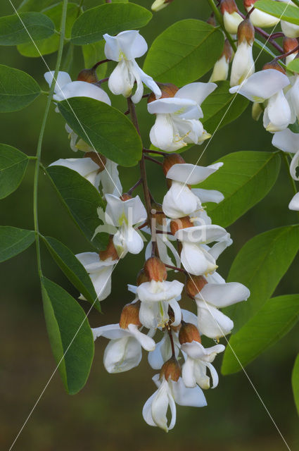 Robinia (Robinia pseudoacacia)