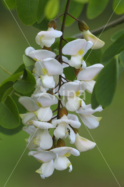 Robinia (Robinia pseudoacacia)