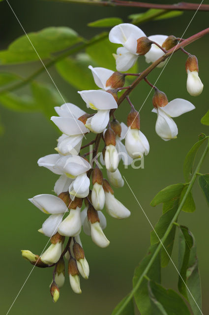 Robinia (Robinia pseudoacacia)