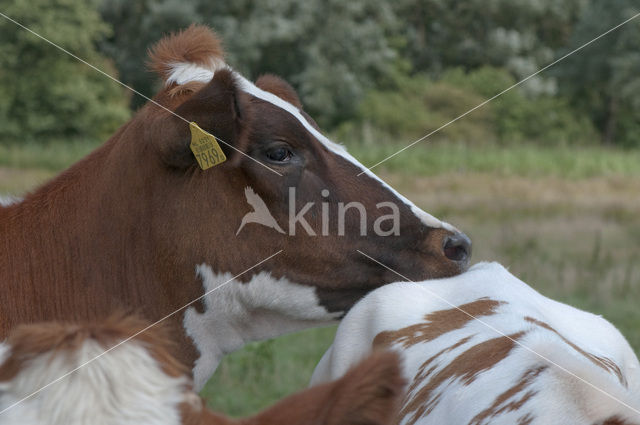 Roodbonte MRIJ Koe (Bos domesticus)