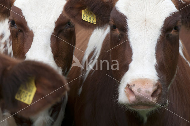 Roodbonte MRIJ Koe (Bos domesticus)