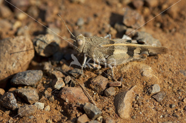 Roodvleugelsprinkhaan (Oedipoda germanica)