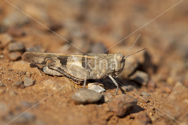 Roodvleugelsprinkhaan (Oedipoda germanica)