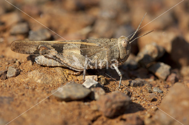 Roodvleugelsprinkhaan (Oedipoda germanica)