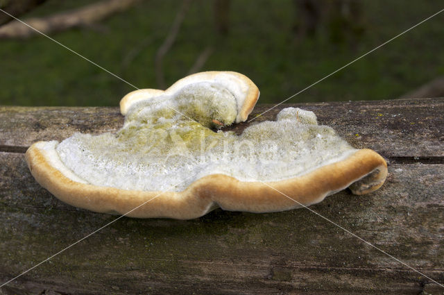 Ruig elfenbankje (Trametes hirsuta)