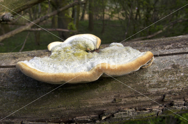 Ruig elfenbankje (Trametes hirsuta)