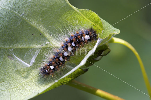 Satijnvlinder (Leucoma salicis)