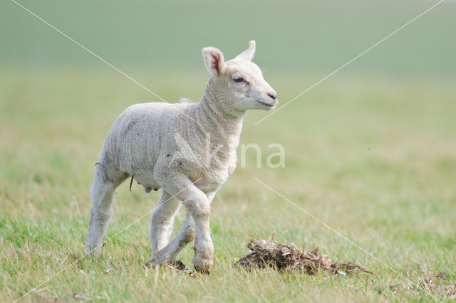 Schaap (Ovis domesticus)