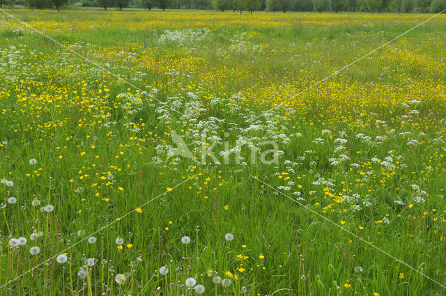 Scherpe boterbloem (Ranunculus acris)