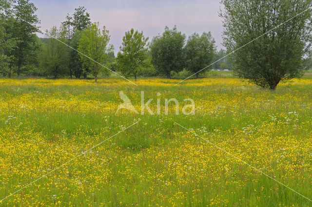 Scherpe boterbloem (Ranunculus acris)