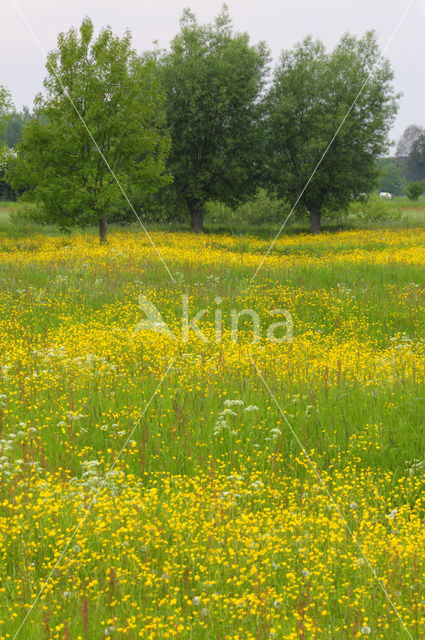 Scherpe boterbloem (Ranunculus acris)