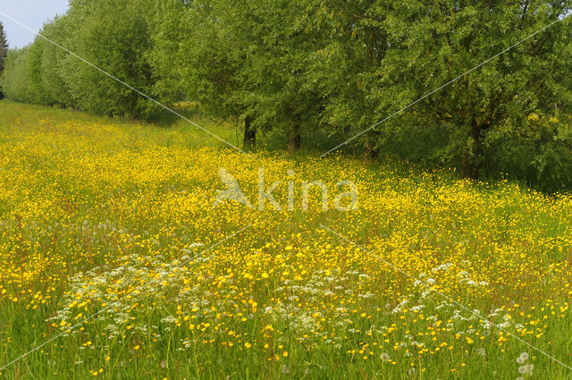 Meadow Buttercup (Ranunculus acris)