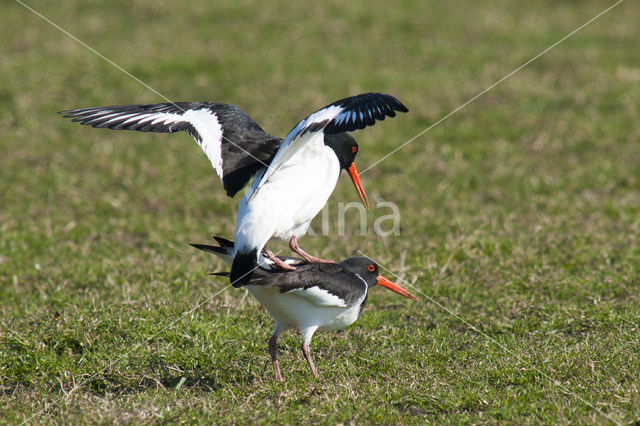 Scholekster (Haematopus ostralegus)