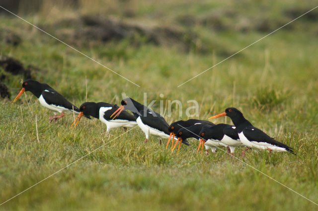 Scholekster (Haematopus ostralegus)