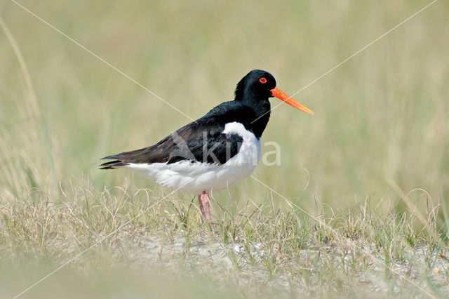 Scholekster (Haematopus ostralegus)