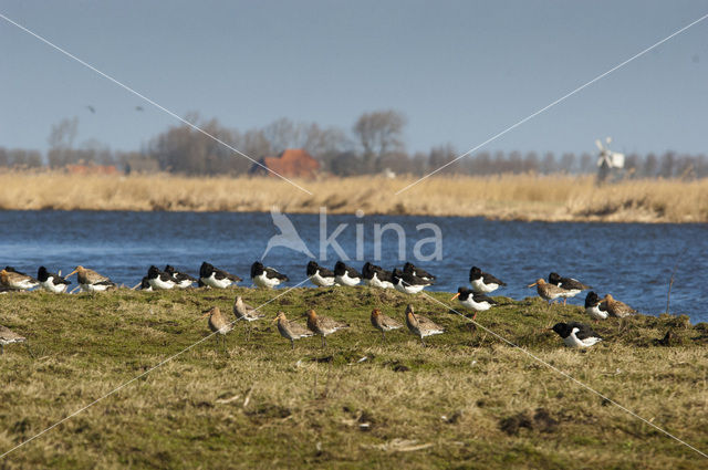 Scholekster (Haematopus ostralegus)