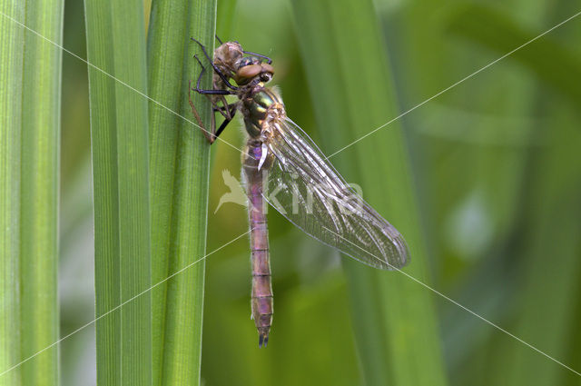 Smaragdlibel (Cordulia aenea)