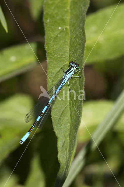 Speerwaterjuffer (Coenagrion hastulatum)