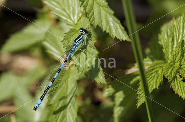 Speerwaterjuffer (Coenagrion hastulatum)