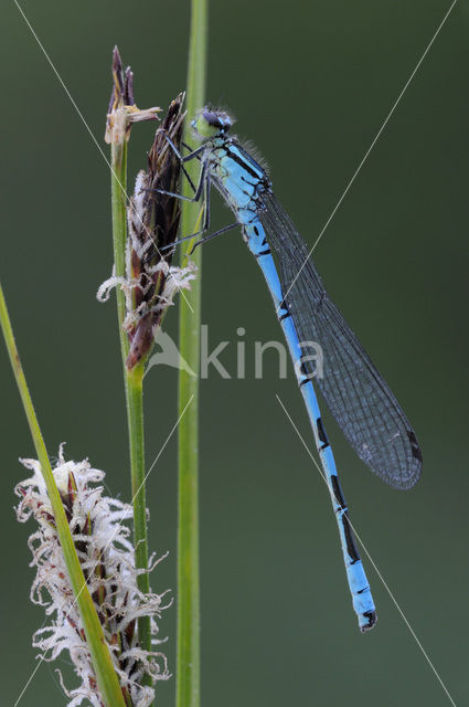 Speerwaterjuffer (Coenagrion hastulatum)