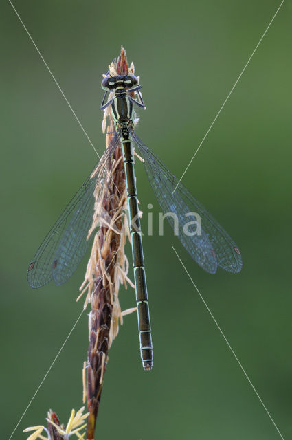 Speerwaterjuffer (Coenagrion hastulatum)