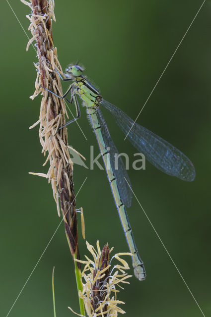 Speerwaterjuffer (Coenagrion hastulatum)