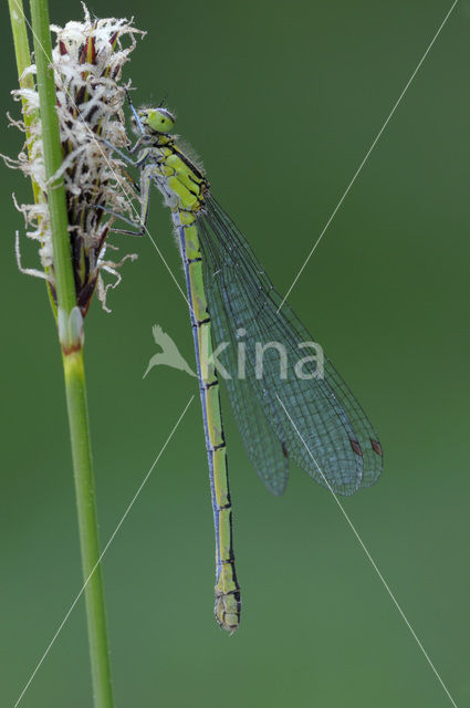 Speerwaterjuffer (Coenagrion hastulatum)