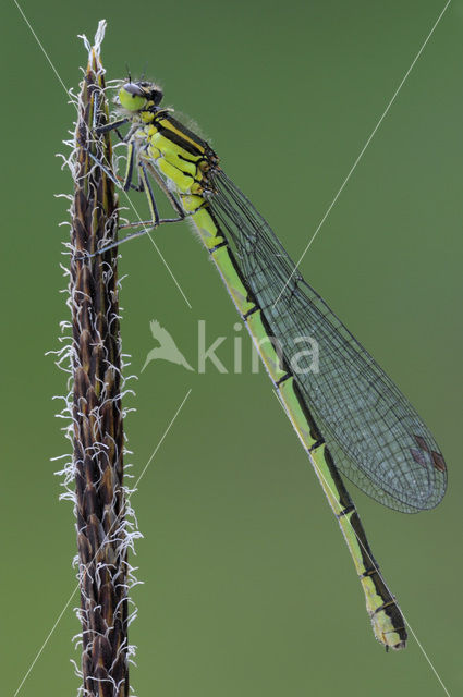 Speerwaterjuffer (Coenagrion hastulatum)