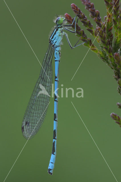 Speerwaterjuffer (Coenagrion hastulatum)