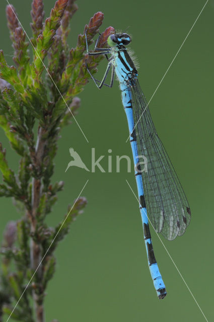 Speerwaterjuffer (Coenagrion hastulatum)