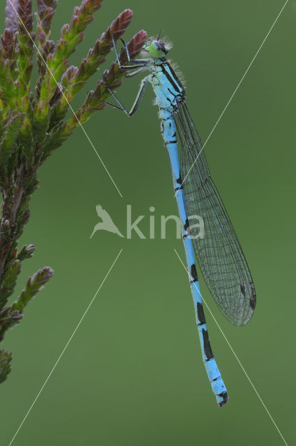 Speerwaterjuffer (Coenagrion hastulatum)