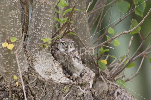 Steenuil (Athene noctua)