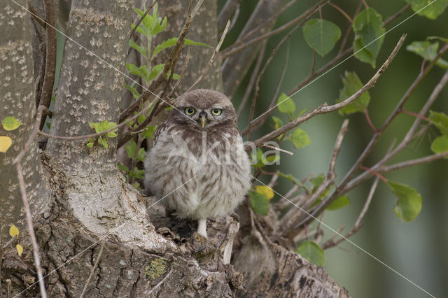 Steenuil (Athene noctua)