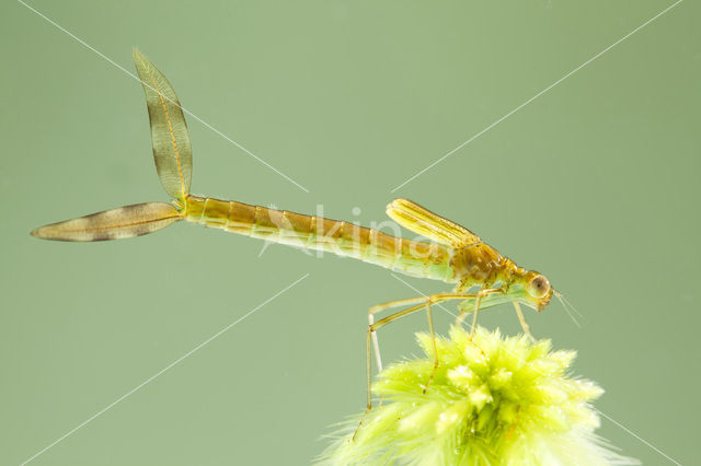 Tangpantserjuffer (Lestes dryas)