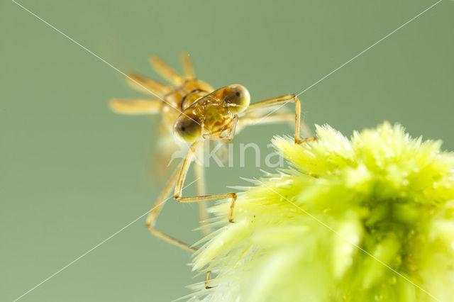 Tangpantserjuffer (Lestes dryas)