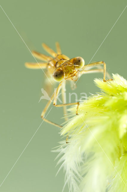 Tangpantserjuffer (Lestes dryas)