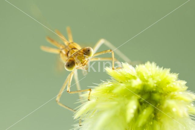 Tangpantserjuffer (Lestes dryas)