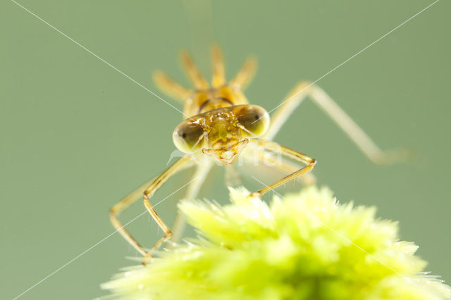 Tangpantserjuffer (Lestes dryas)