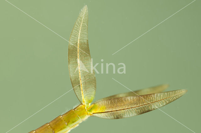 Tangpantserjuffer (Lestes dryas)