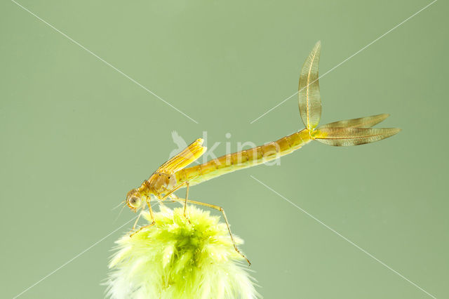 Tangpantserjuffer (Lestes dryas)