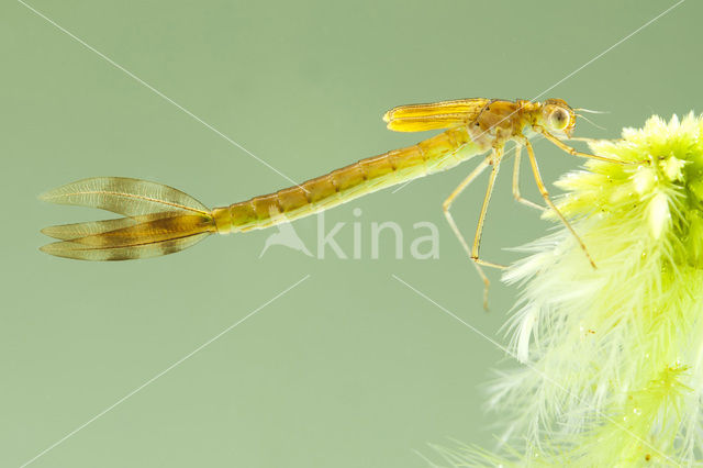 Tangpantserjuffer (Lestes dryas)