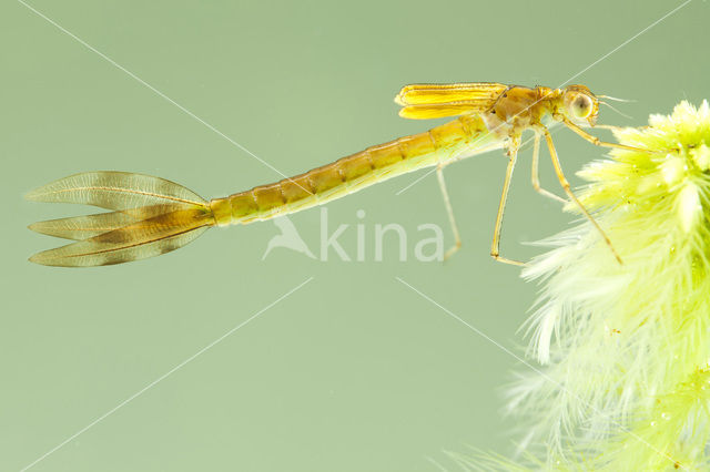 Tangpantserjuffer (Lestes dryas)